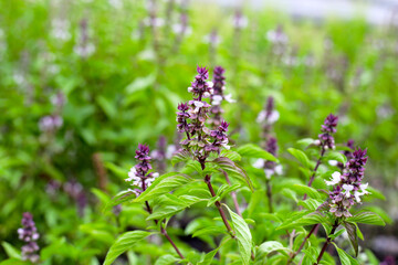 Sweet basil in vegetable garden. Fresh green leaves of herb plant