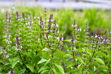 Sweet basil in vegetable garden. Fresh green leaves of herb plant