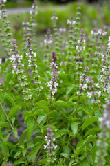 Sweet basil in vegetable garden. Fresh green leaves of herb plant