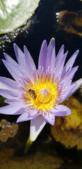 Close-up picture of a honey bee feeding on pollen from a blooming water lily, taken on 15.04.2021,...
