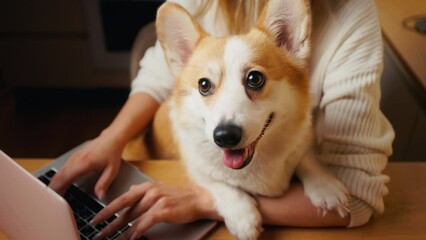 Laptop work and pet love: Woman holds her corgi dog while focusing on tasks at home