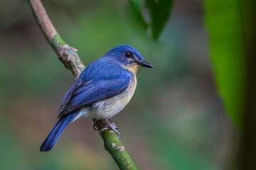 Malaysian blue flycatcher bird on a branch, Srilanka