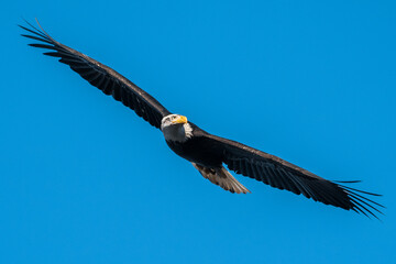 bald eagle in flight