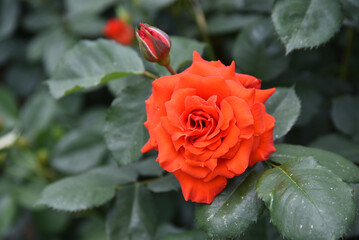 赤いバラの花