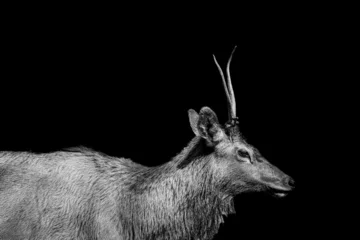 Schapenvacht deken met foto Antilope elk