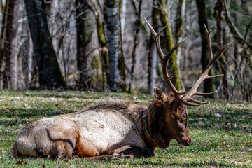 elk