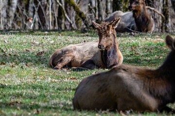 elk