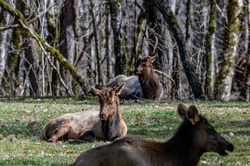 elk
