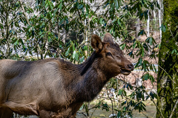 elk