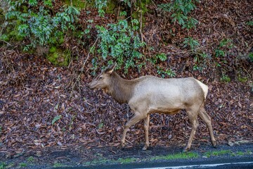 elk in traffic