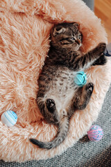 kitten lies in a pink fluffy bed and plays with a toy.Kitten plays with a ball. view from above. 
