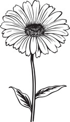 Botanical Beauty Gerbera Daisy Vector Emblem Sunshine Bloom Gerbera Daisy Icon in Vector