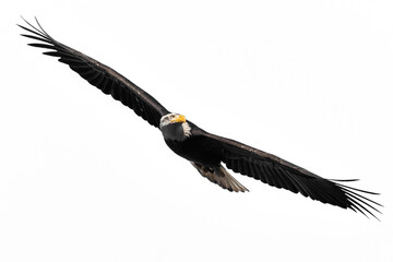 bald eagle in flight - transparent PNG , cutout