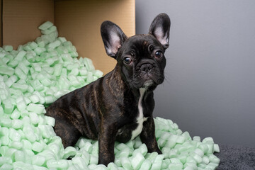 A female French Bulldog puppy is nestled in a cardboard box filled with green foam protective...