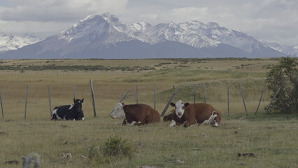 Peaceful Cows Grazing in Patagonia with Snow-Capped Mountains