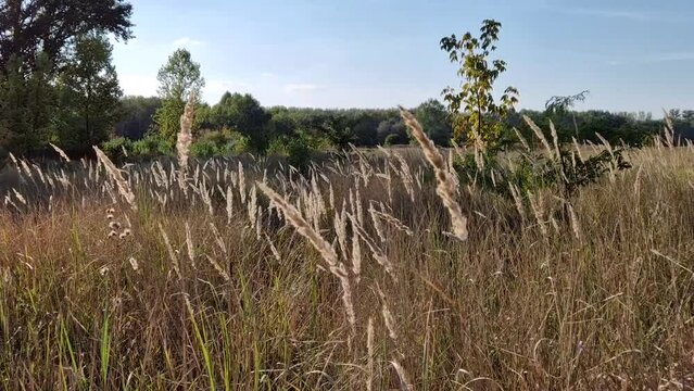 Autumn season nature with foxtail reed swaying in the wind, picturesque countryside view