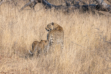 Mother and cub on the move