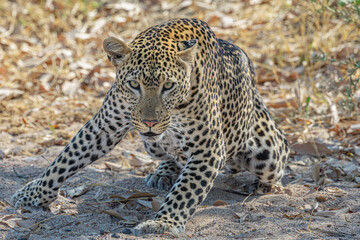 Crouching Leopard- South Africa