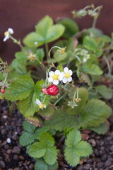 Strawberry plant with fruits and flowers, woodland strawberry, Fragaria vesca