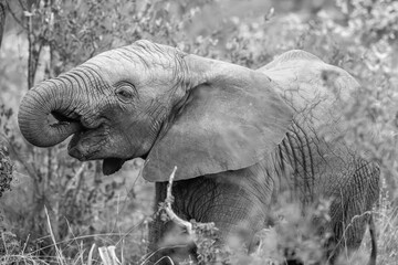 Baby elephant early morning breakfast - black and white