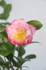 Obraz premium Flower of pink camelia japonica, common camellia, Japanese camellia, or tsubaki 