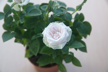 White rose, blossom of roses, house plant, on beige background