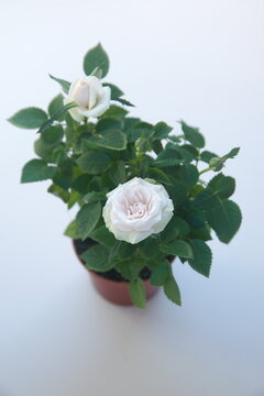 White rose, blossom of roses, house plant, on beige background