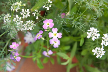 Malcolmia maritima,  Virginia stock plant with  lilac - pink flowers