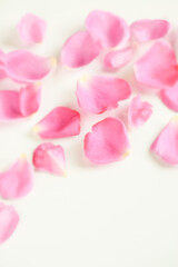 Fototapeta na wymiar 白背景にピンクの薔薇の花びら、ばらの花びら、ピンクのバラ