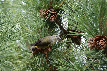 松の木にイスカのメス