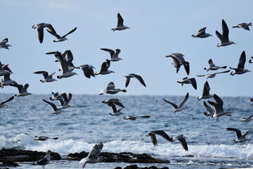 冬の海を飛ぶカモメの群れ
