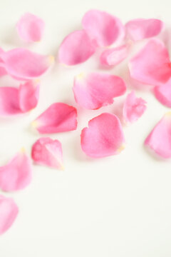 白背景にピンクの薔薇の花びら、ばらの花びら、ピンクのバラ