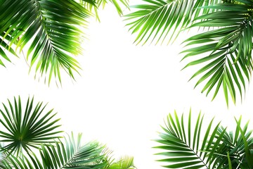 Fototapeta na wymiar Frame palm leaves isolated on a white background