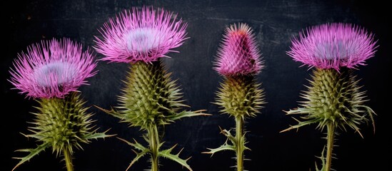 Four magenta thistles, a type of flowering plant, are arranged in a row on a dark background, showcasing their vibrant petals with an artistic touch