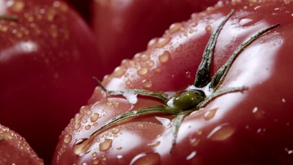 Fresh tomatoes with water drops. Close-up panorama of a tomato and a drop slowly dripping down the round vegetable. Summer harvest, healthy eating, making salad or juice.