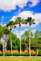 Obraz premium winter tree and leaf landscape inFlorida 