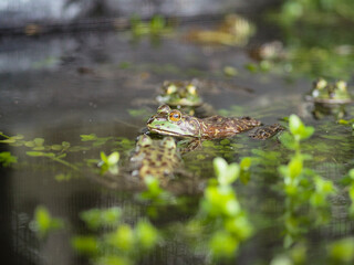 Frog Resting on a Lily Pad in a Swamp