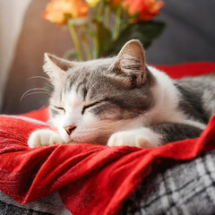 잠 자는 고양이