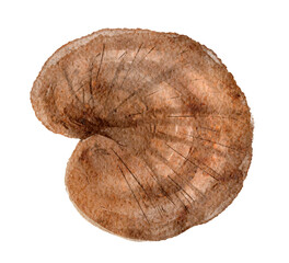 霊芝(レイシ)の水彩画イラスト