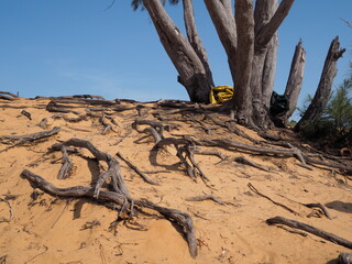 Tree roots growing out from sand.