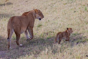 Maasai Mara National Reserve, Narok, Kenya