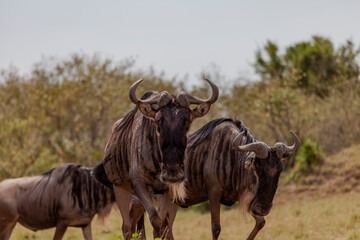 Maasai Mara National Reserve, Narok, Kenya - obrazy, fototapety, plakaty