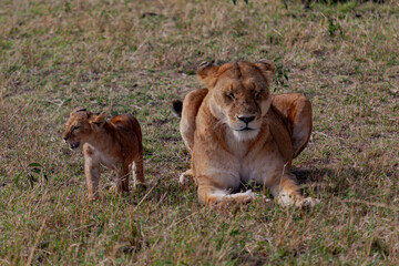 Maasai Mara National Reserve, Narok, Kenya