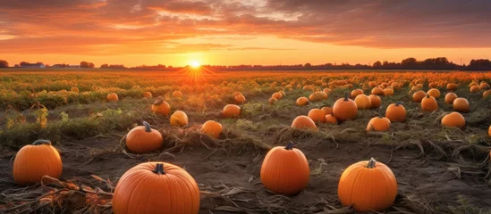 Foto op Plexiglas A field of pumpkins, known as calabaza, under the setting sun against a vibrant orange sky, creating a mesmerizing natural landscape © 2rogan