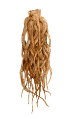 当帰（トウキ）漢方薬の水彩画イラスト