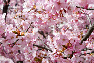 京都 淀水路の河津桜
