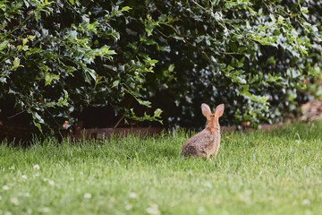 Easter bunny with big ears looking cute sitting in green grasses