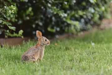 Easter bunny with big ears looking cute sitting in green grasses