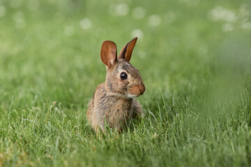 Easter bunny with big ears looking cute sitting in green grasses