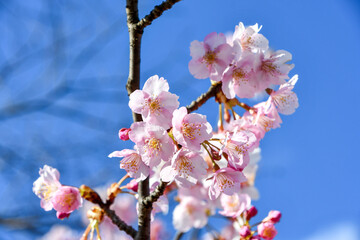京都 淀水路の河津桜